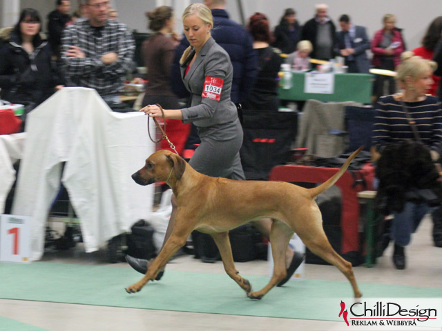 International Dog Show in Stockholm - Swedish Winner Show 2012