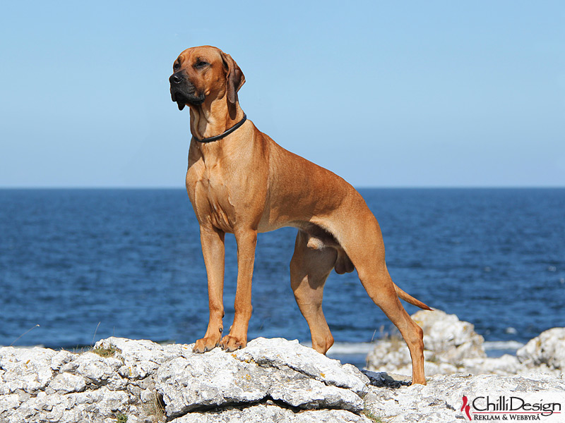 Dexter posing by the seashore