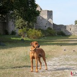 Dexter by the east wall of Visby