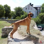 Dexter standing at the ruins of Visborgs castle