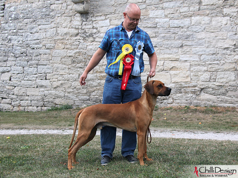 SE JV-12 Kadamo Rob Roy “Dexter” and Tomas in Visby International Dog Show