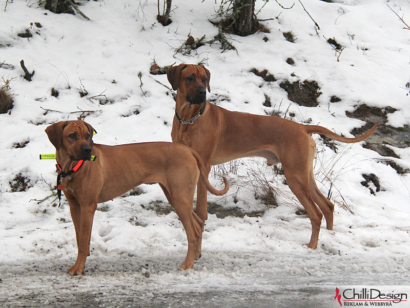 Kadamo Rob Roy "Dexter" and Stardusts Hirma by Emira "Maggan"