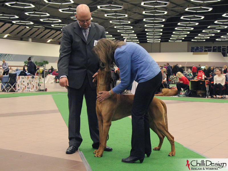 SE JV-12 Kadamo Rob Roy "Dexter" takes the opportunity to give the judge Leni Finne a kiss