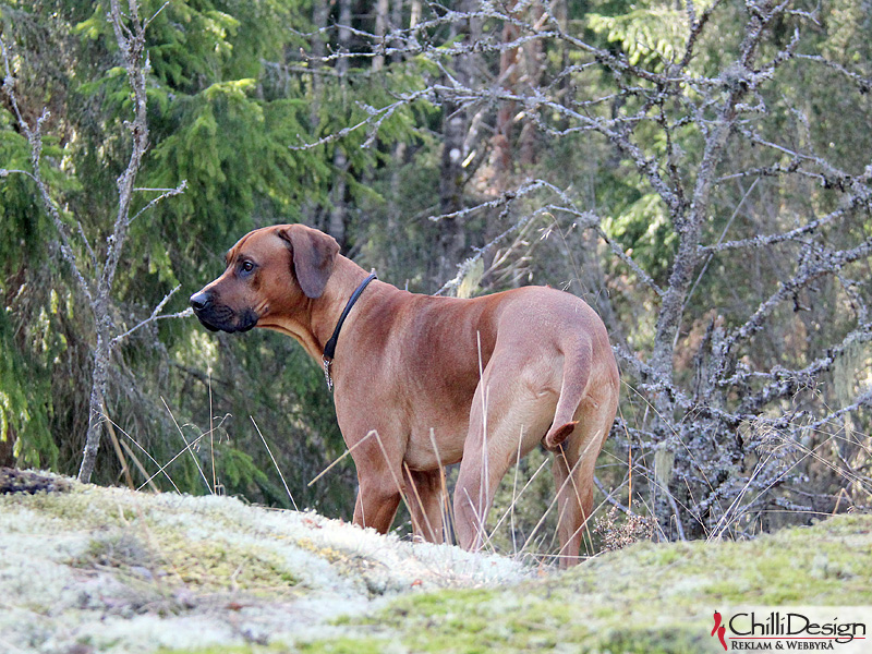 Kadamo Rob Roy "Dexter"