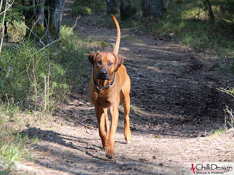 SE JV-12 Kadamo Rob Roy "Dexter"