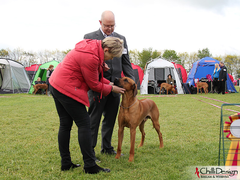 SE JV-12 Kadamo Rob Roy "Dexter"