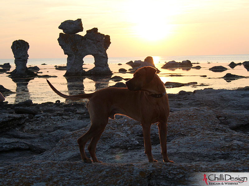 Dexter at the old harbor