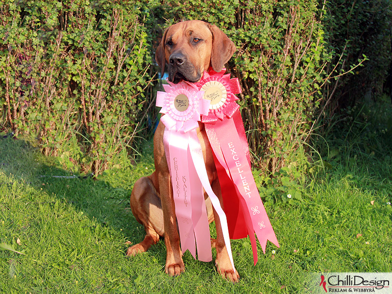 SE JV-12 Kadamo Rob Roy "Dexter" - 3rd Best Male in Open Class with Excellent and CQ