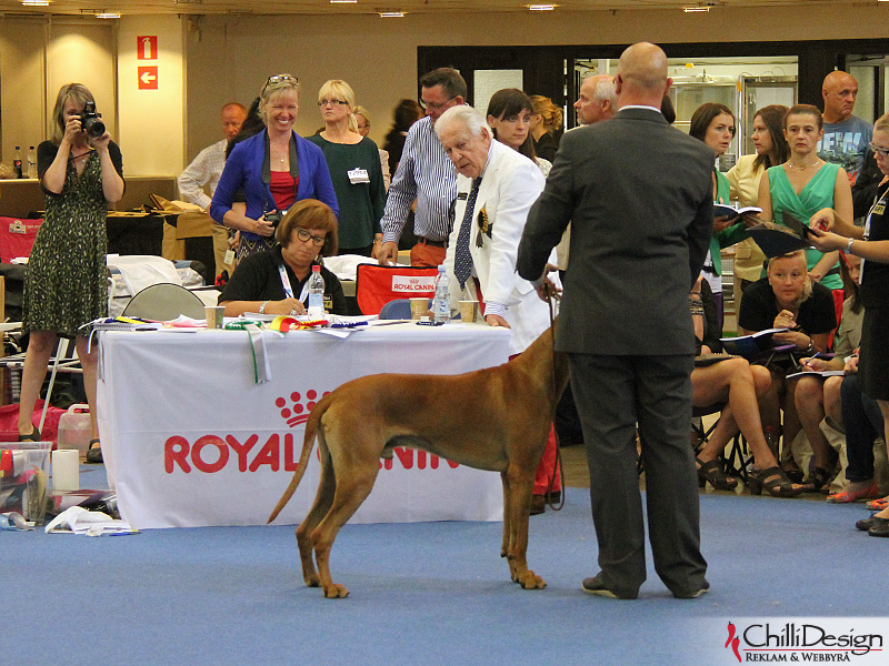 The judge, SE JV-12 Kadamo Rob Roy "Dexter" and Tomas