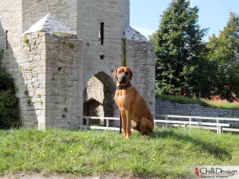 SE JV-12 Kadmamo Rob Roy "Dexter" at St:Görans gate of the wall