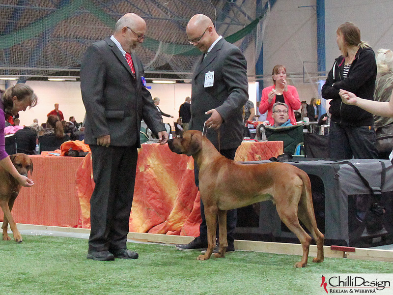 The judge, Tomas and SE-JV-12 Kadamo Rob Roy "Dexter"