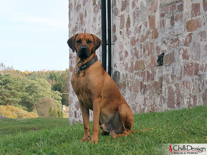 SE JV-12 Kadamo Rob Roy "Dexter" at the Castle of Kastleholm