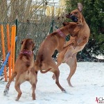 Tilly, Alva and Dexter