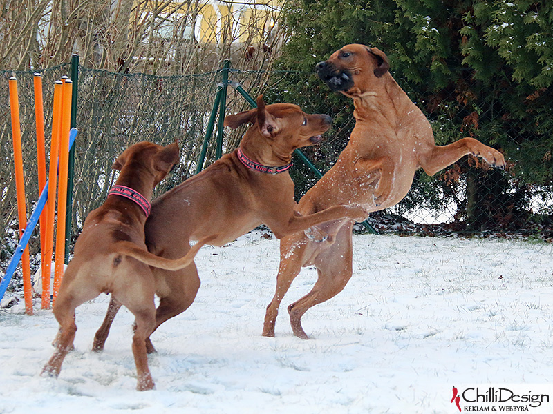 Tilly, Alva and Dexter