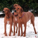 Velvet, Tilly and Alva