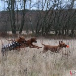 Dexter and Mira chasing Yaya