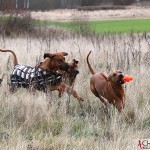 Mira and Dexter chasing Yaya