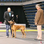 SE JV-12 Kadamo Rob Roy "Dexter", Tomas and the judge