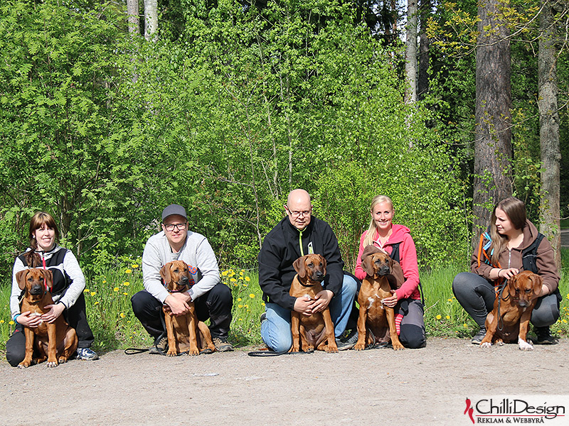 Blood tracking for the golden puppies