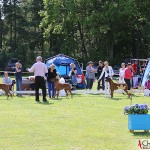 In the large Best Male Class there was 4 Kadamo dogs