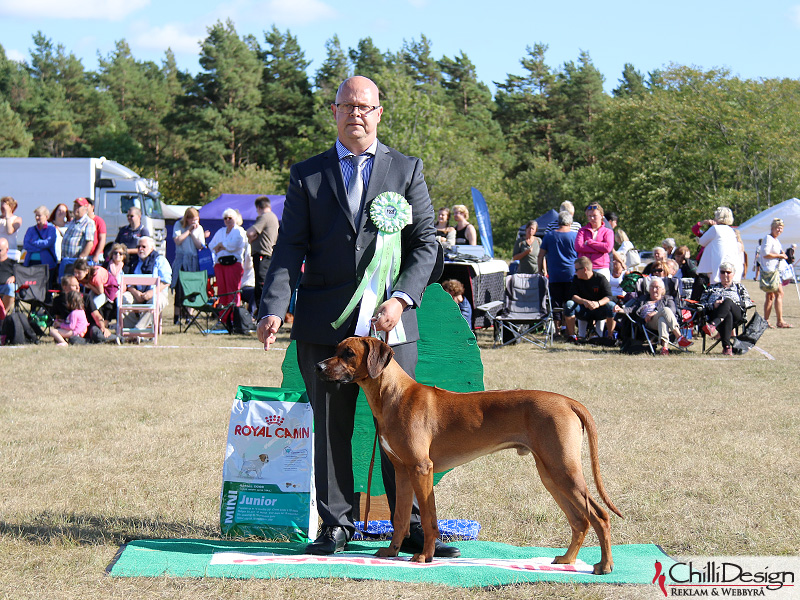 Tomas and Kadamo Nothing But Gold "Argos" BISS-4 Puppy