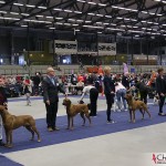 EEUCH, FIUCH, SEUCH, SEJV-12 Kadamo Rob Roy "Dexter" in Best Male