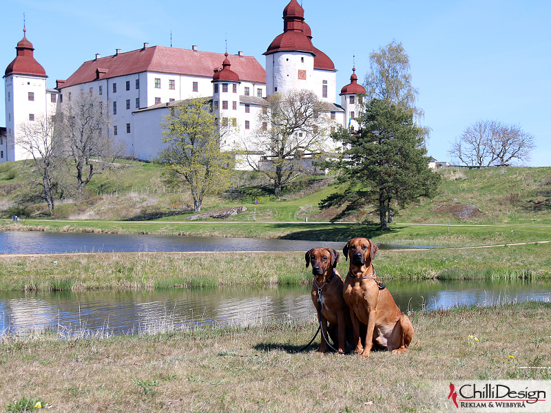 Argos and Dexter by Läckö Castle