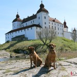 Argos & Dexter by Läckö Castle