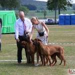 Kadamo breedersgroup - Dexter, Argos, Mira & Koya