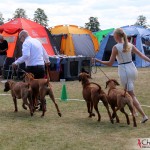 Kadamo breedersgroup - Dexter, Argos, Mira & Koya