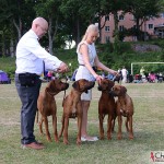 Kadamo breedersgroup - Dexter, Argos, Mira & Koya