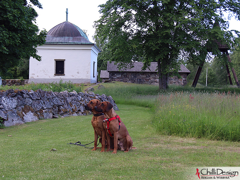Dexter and Argos at monastery ruins