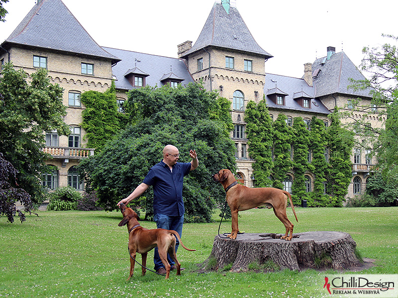 Argos, Tomas and Dexter at Alnarp Castle