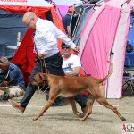 NORDUCH, EECH, SEJW-12 Kadamo Rob Roy "Dexter"