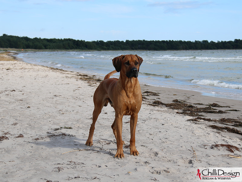 Kadamo Rob Roy "Dexter"