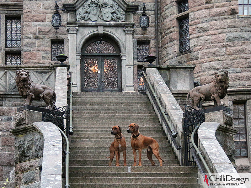 Argos & Dexter at the Castle