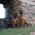 Argos & Dexter by the south wall of Visby