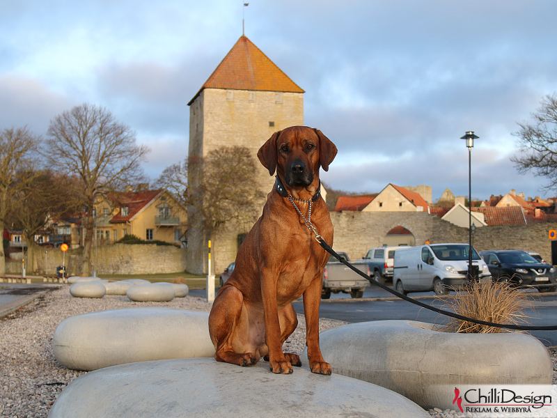 Dexter sitting on one of the big rocks at Almedalen