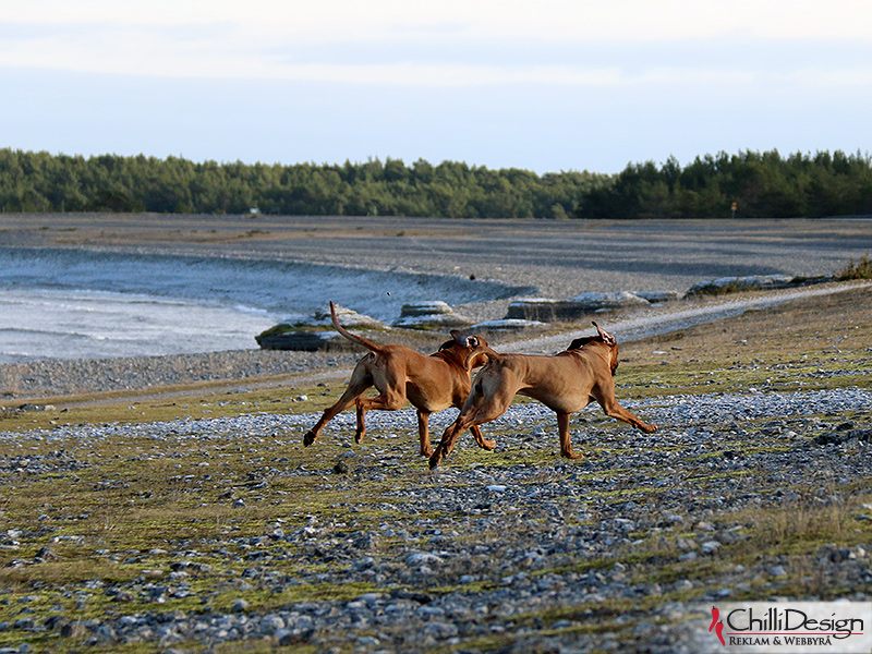 Argos and Dexter runs at Helgumannen