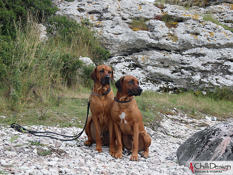 Argos & Dexter at Holmhällarna