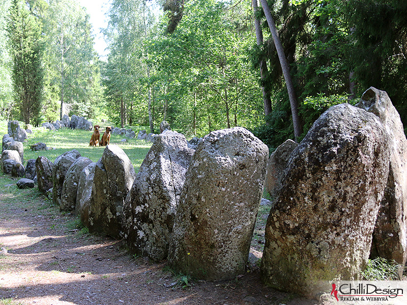 Dexter & Argos at Gnisvärd stone ship grave