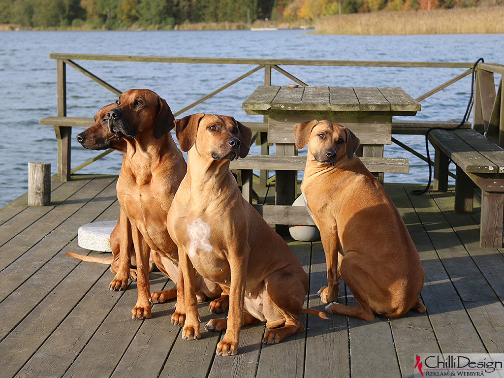 Argos, Dexter, Greta & Olga