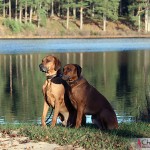 Dexter & Argos at the lake