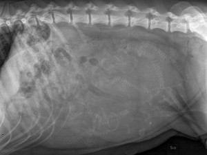 X-ray image of the puppies