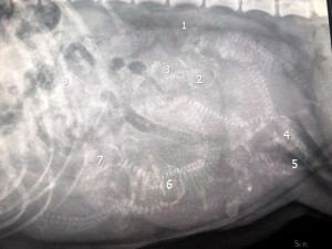 X-ray image of the puppies