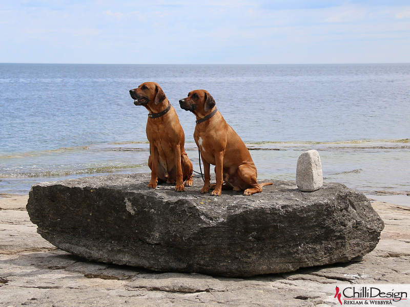 Dexter & Argos at Ryssnäs, Fårö