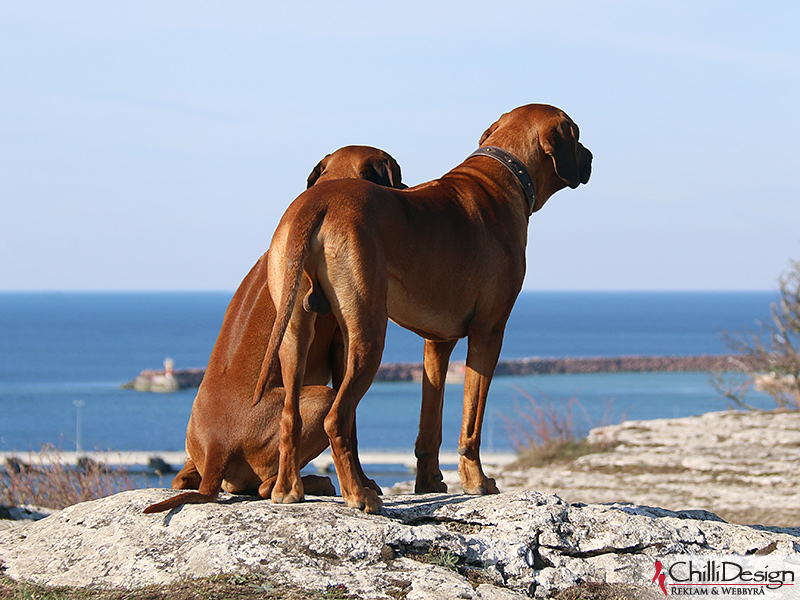 Argos & Dexter at Södra hällarna in Visby