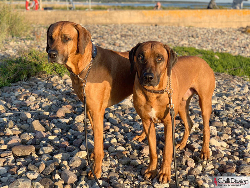 Dexter & Argos in Gnisvärd