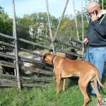 Tomas, Dexter and sheep