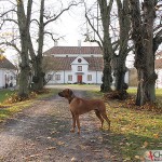 SE JV-12 Kadamo Rob Roy "Dexter" at Lagersberg's Mansion